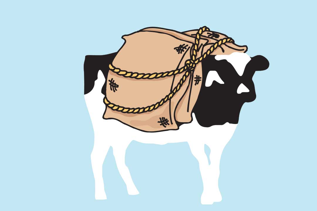 Kráva Woodie s pytli na hřbetu