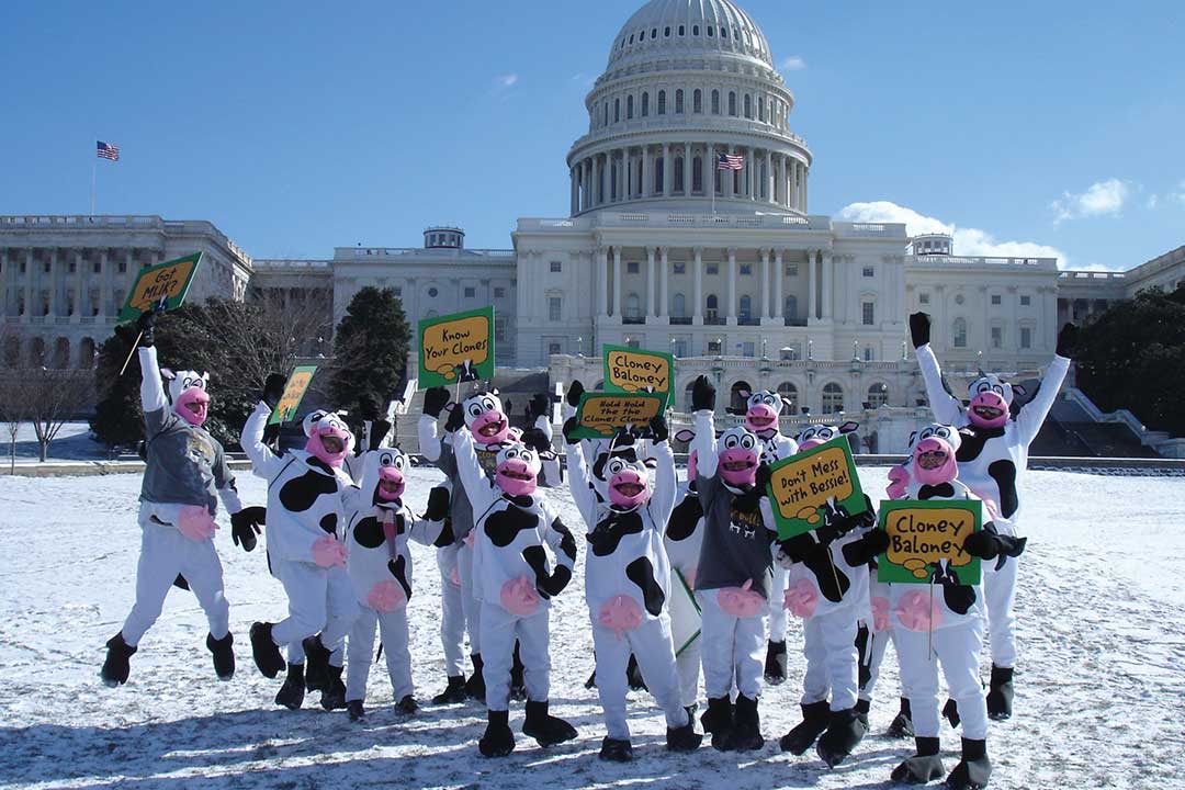 Skupina lidí oblečených v kravím kostýmu
